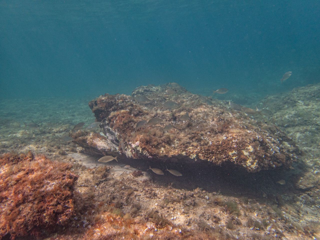 Climate change warmed the Mediterranean Sea by two degrees