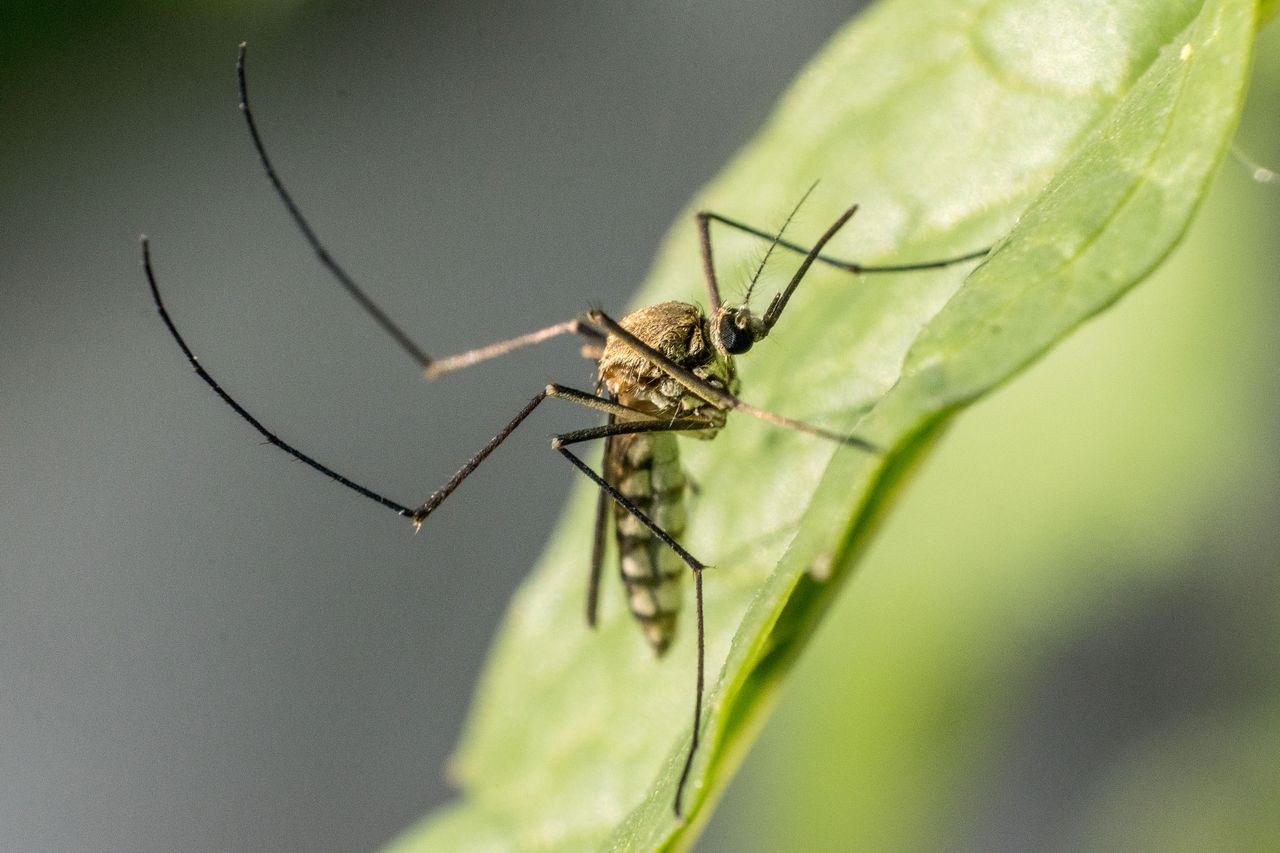 South Korea issues nationwide malaria alert