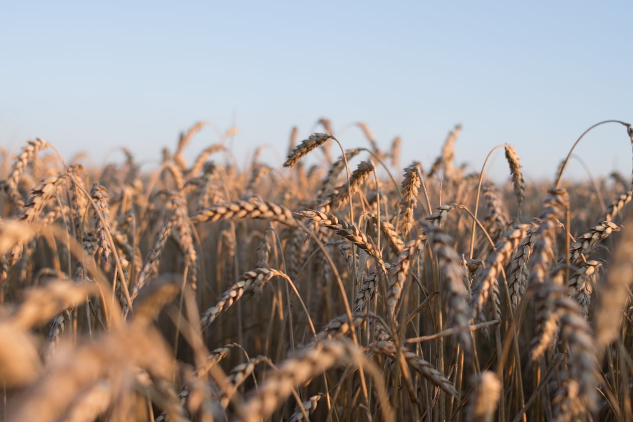 European Heatwave Cut Grain Crop Value by €2bn